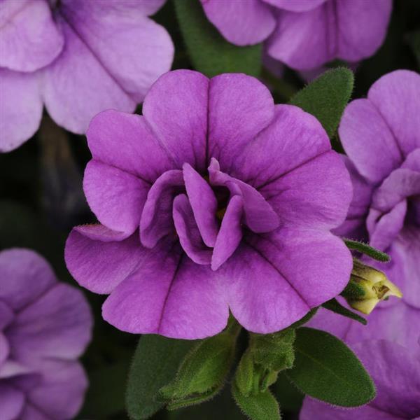 Calibrachoa - Minifamous® DOUBLE AMETHYST - Million Bells Petunia