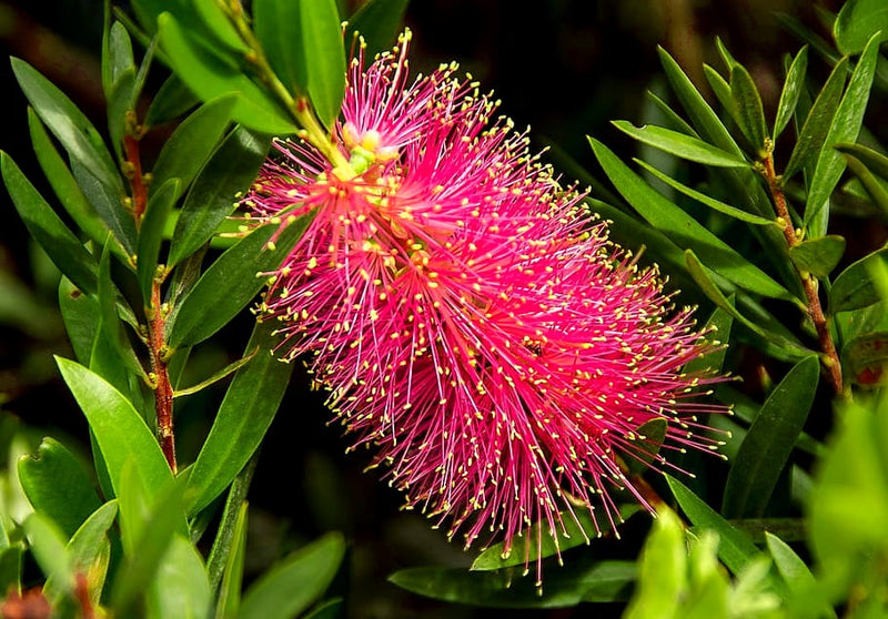 Melaleuca - ALL AGLOW - Bottlebrush