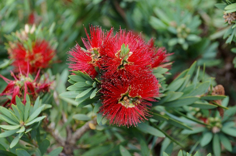 Melaleuca viminalis - LITTLE JOHN - Weeping Bottlebrush