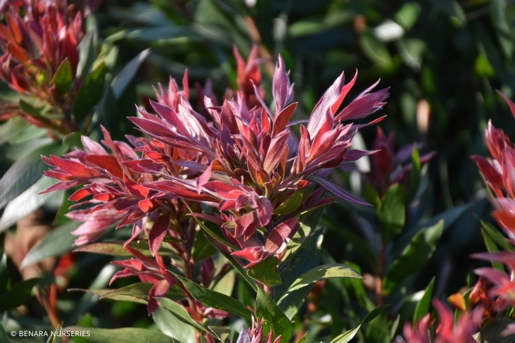 Melaleuca citrina - RED ROCKET - Lemon Bottlebrush