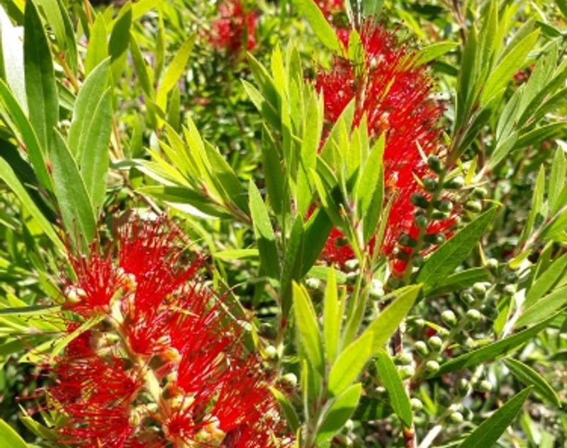 Melaleuca viminalis x citrina - SAINT MARY MACKILLOP - Bottlebrush