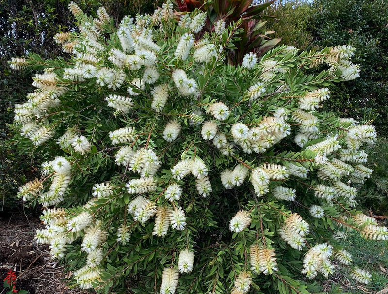 Melaleuca citrina - WHITE ANZAC - Lemon Bottlebrush