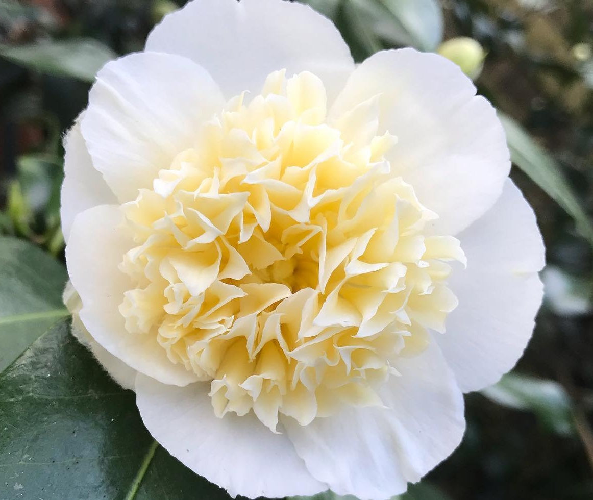 Camellia japonica - BRUSHFIELDS YELLOW