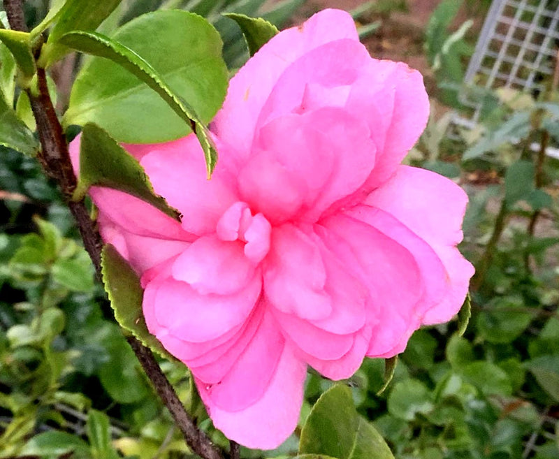 Camellia japonica x oleifera - CHANSONETTE