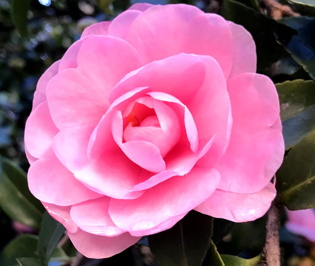 Camellia japonica x oleifera - CHANSONETTE