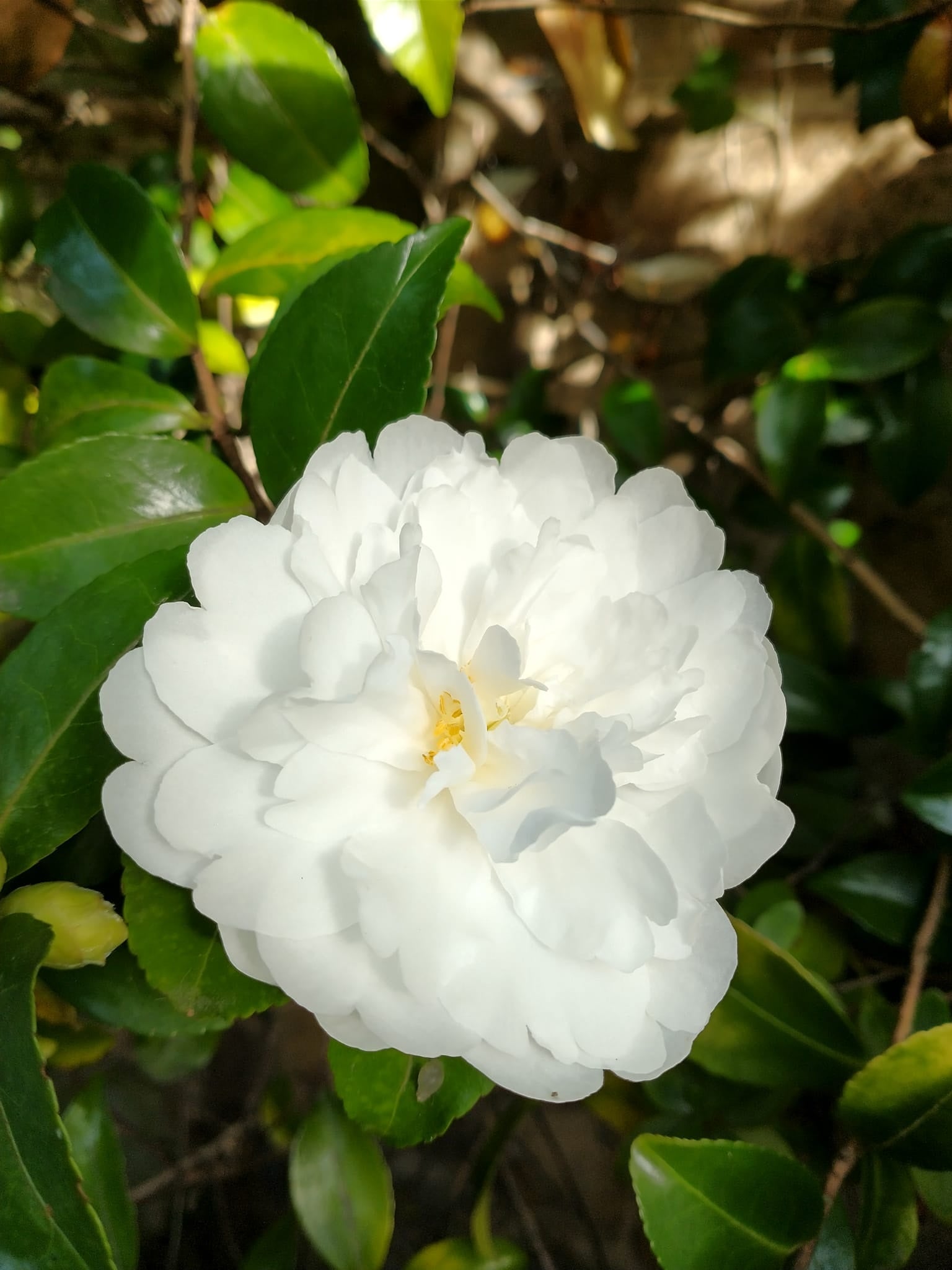 Camellia japonica - DESIRE