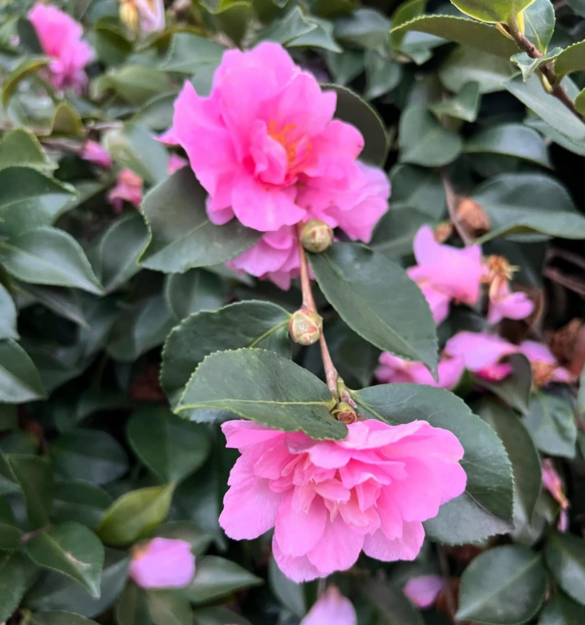 Camellia oleifera - MARGE MILLER - Groundcover Camellia