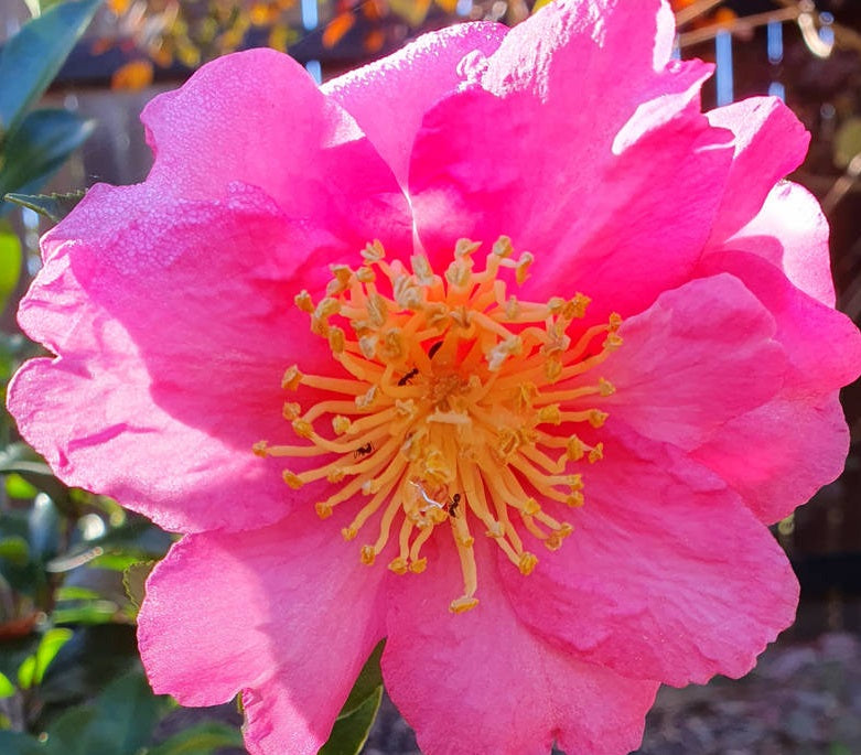 Camellia oleifera - ROSE ANN