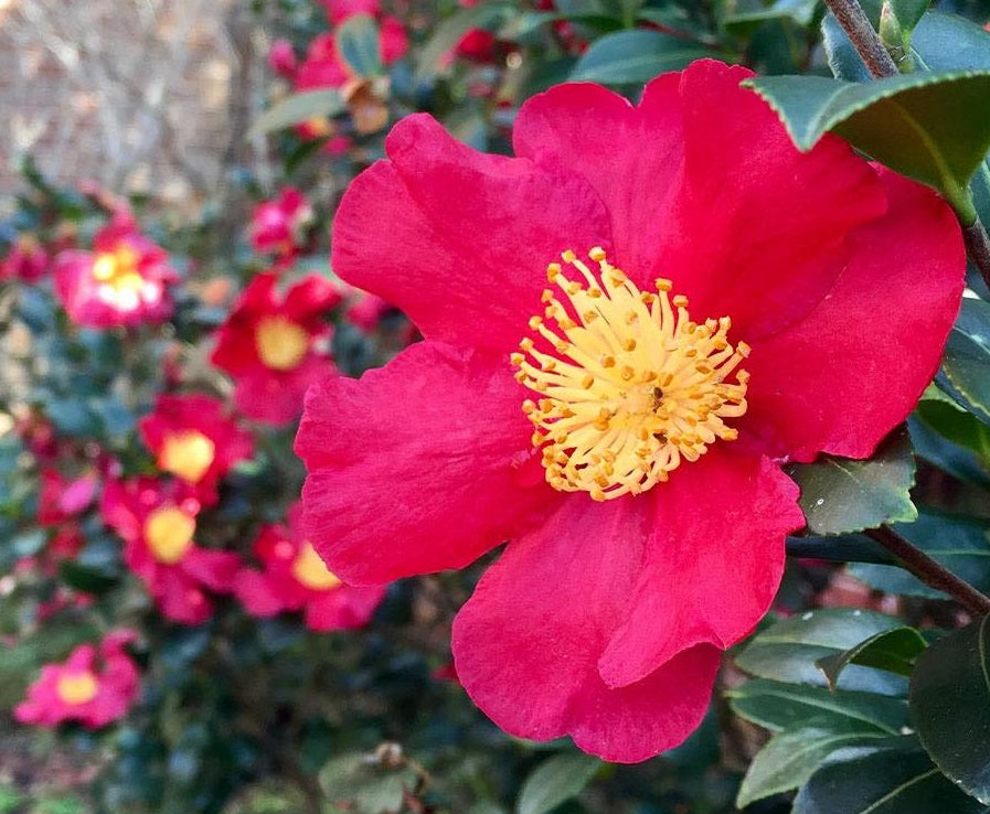 Camellia oleifera - YULETIDE