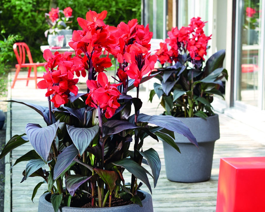 Canna x hybrida - Cannova® BRONZE SCARLET - Canna Lily