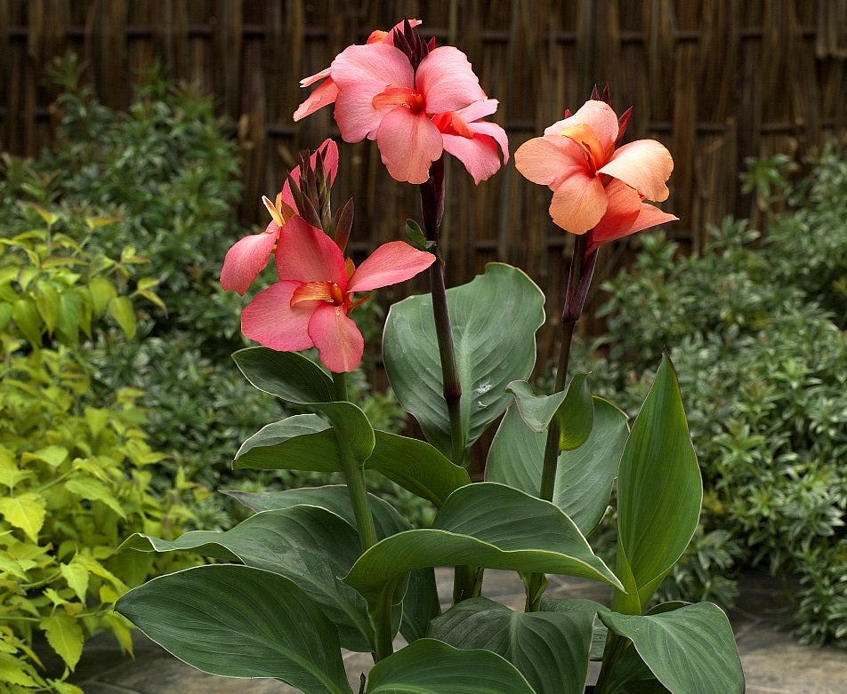 Canna x hybrida - Cannova® MANGO - Canna Lily