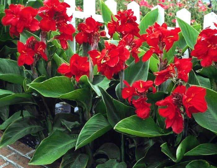 Canna - TROPICAL RED - Canna Lily Water Plant