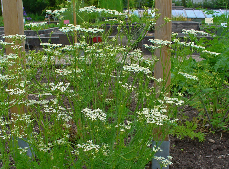 Caraway - Curum carvi