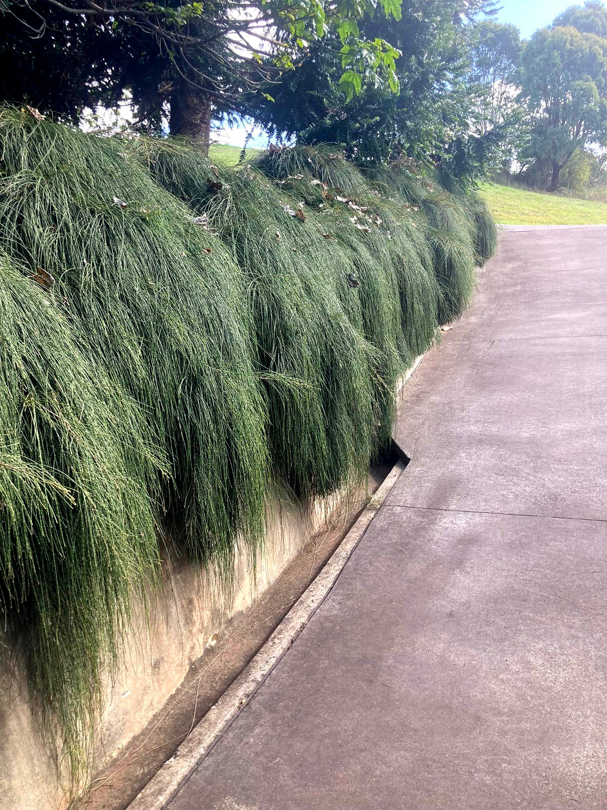 Casuarina glauca - COUSIN IT - Prostrate Swamp Sheoak