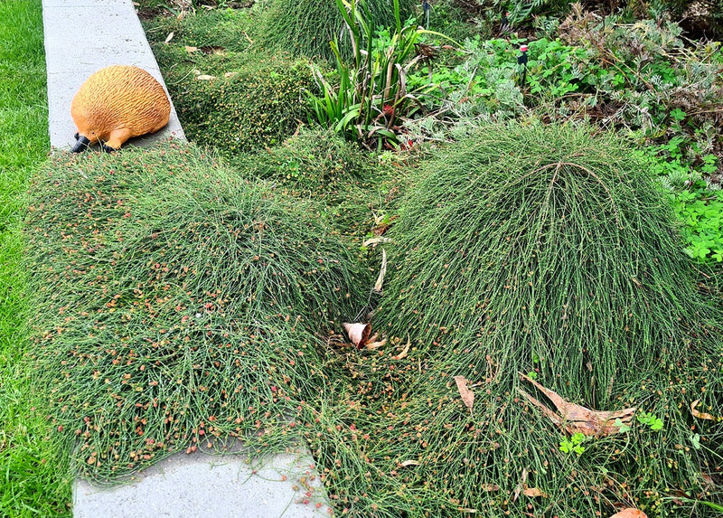 Casuarina glauca - COUSIN IT - Prostrate Swamp Sheoak