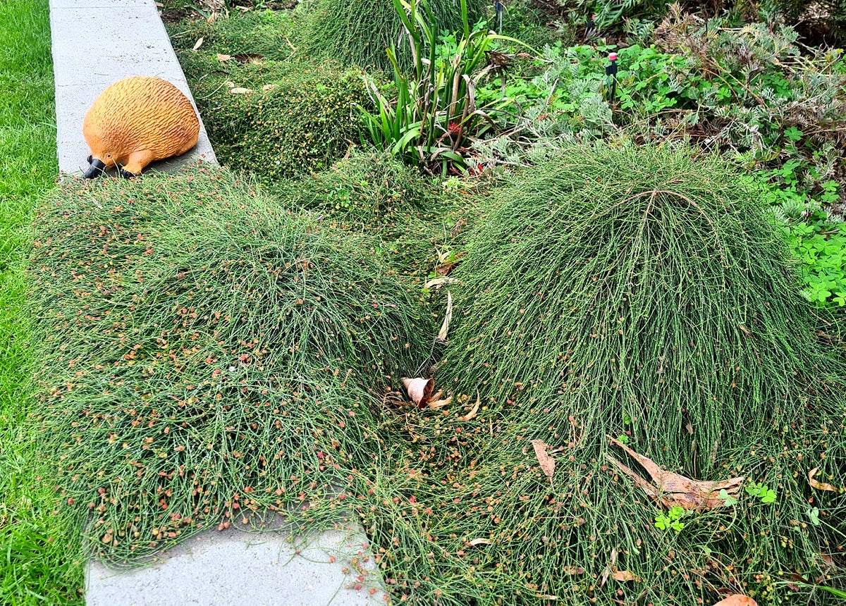 Casuarina glauca - COUSIN IT - Prostrate Swamp Sheoak