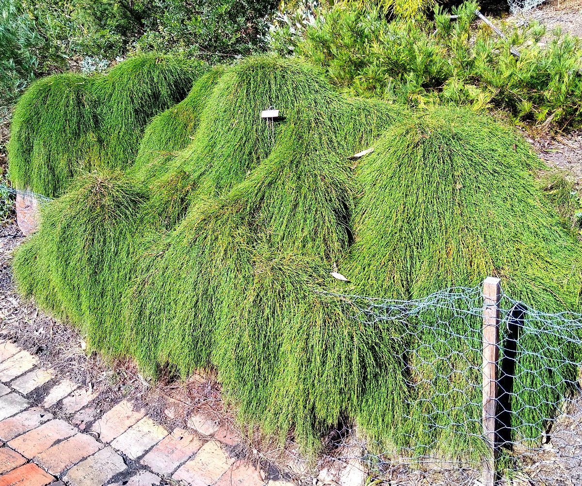 Casuarina glauca - COUSIN IT - Prostrate Swamp Sheoak