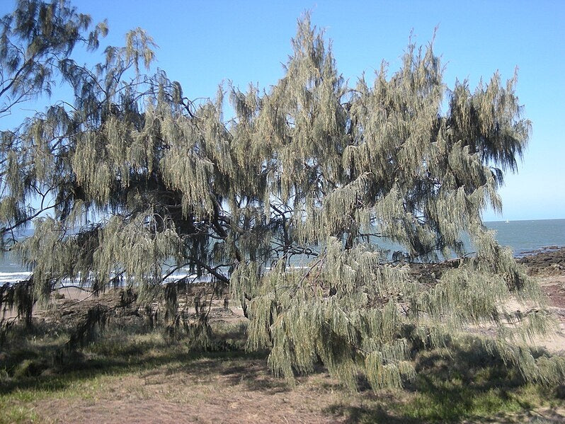 Casuarina equisetifolia - Coastal Sheoak