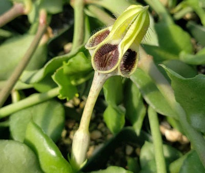 Ceropegia radicans - Desert Vine Hanging Basket