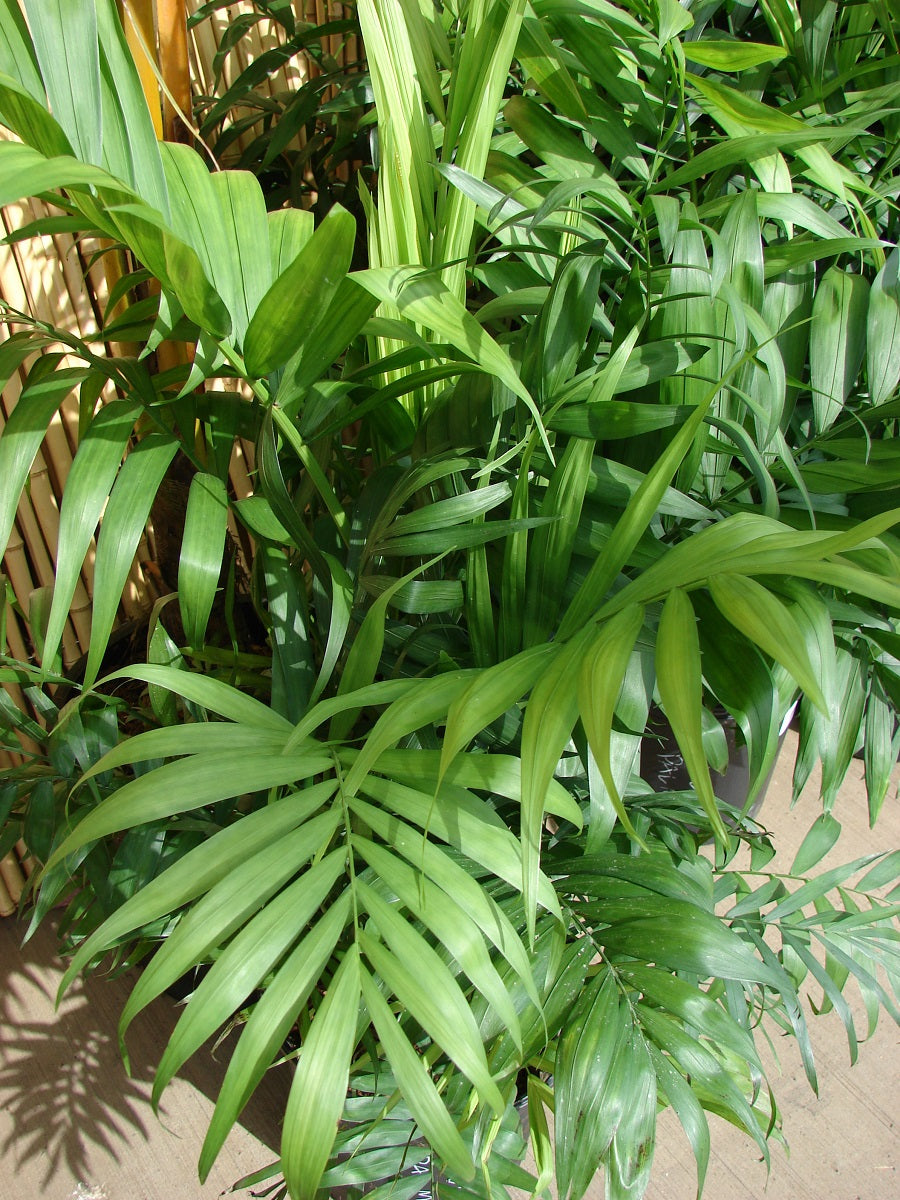 Chamaedorea elegans - Parlour Palm