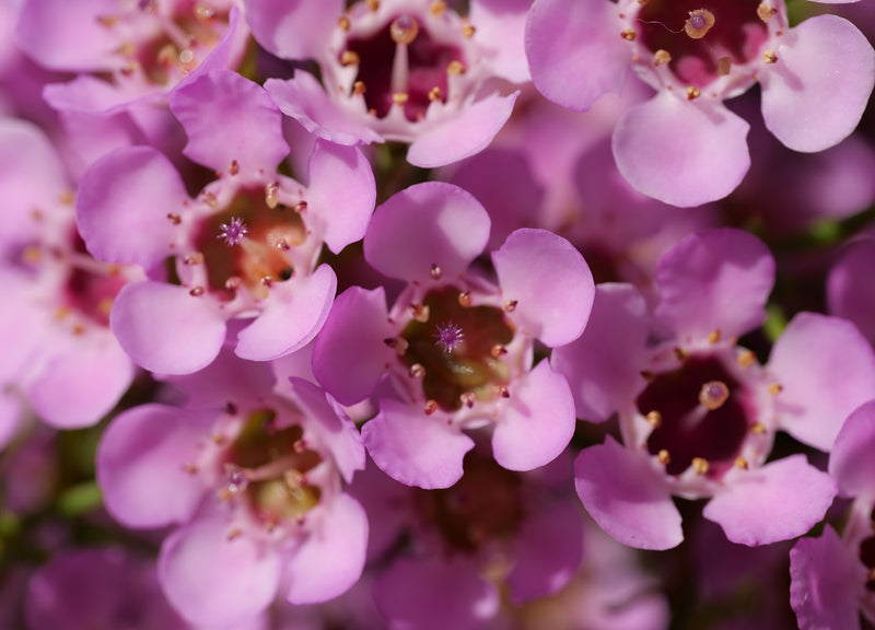 Chamelaucium uncinatum - LOCAL HERO - Geraldton Wax 'Local Hero' PBR