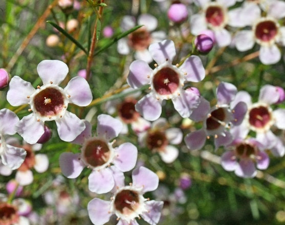 Chamelaucium - MERINGUR MIST - Geraldton Wax