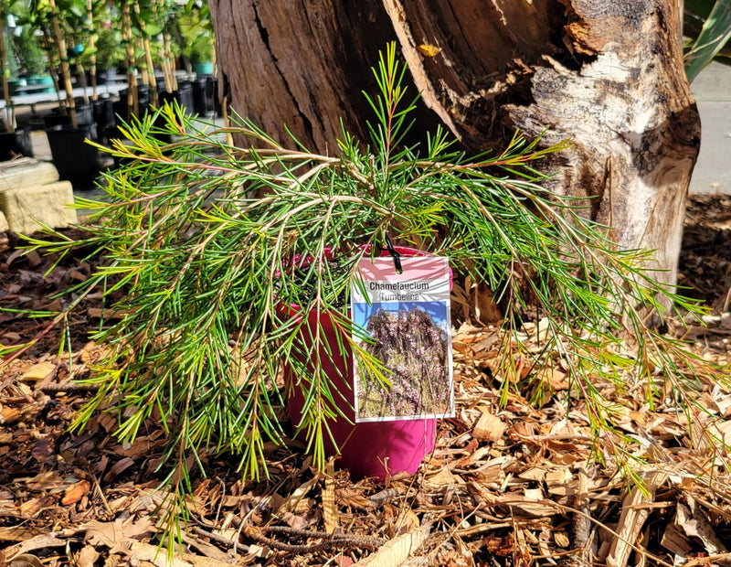 Chamelaucium uncinatum - TUMBELINA - Geraldton Wax