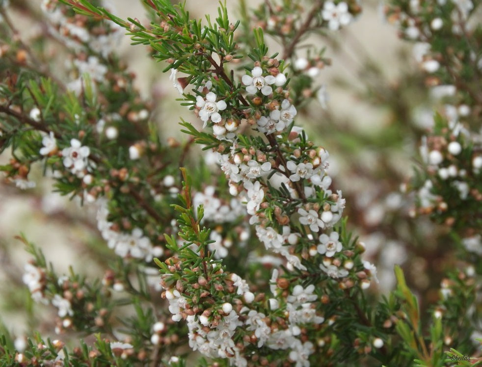 Chamelaucium ciliatum - Stirling Wax