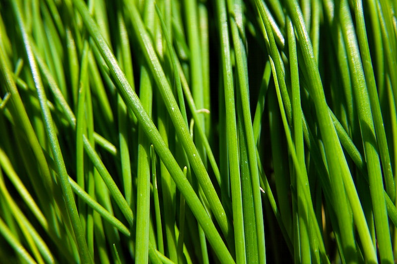 Chives - Allium schoenoprasum