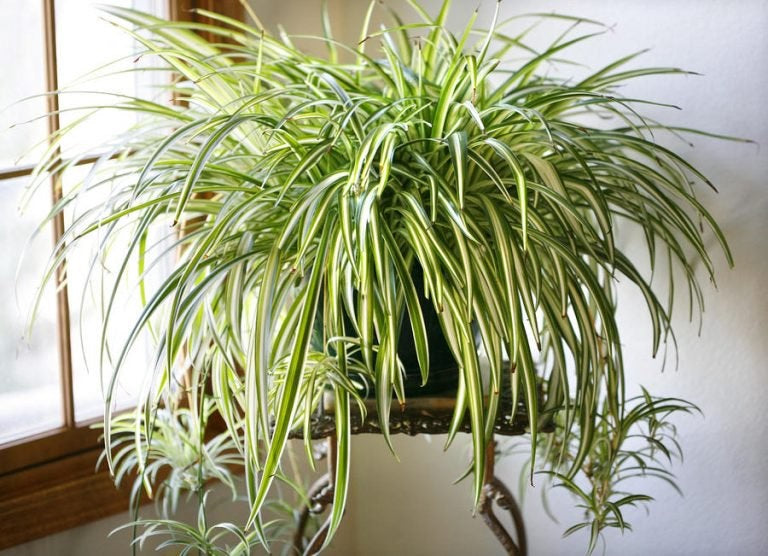 Chlorophytum comosum - Spider Plant