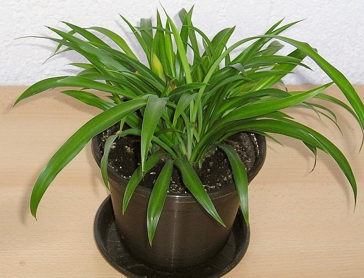 Chlorophytum comosum - GREEN - Spider Plant