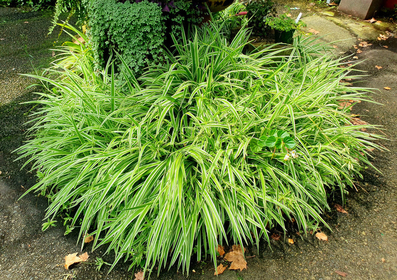 Chlorophytum comosum - ZEBRINA - Spider Plant