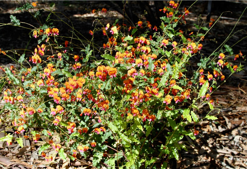 Chorizema cordatum - Heart-leaf - Flame Pea