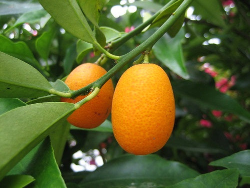 Citrus - Cumquat - NAGAMI