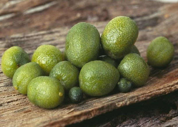 Citrus glauca - DESERT ICE - Desert Lime