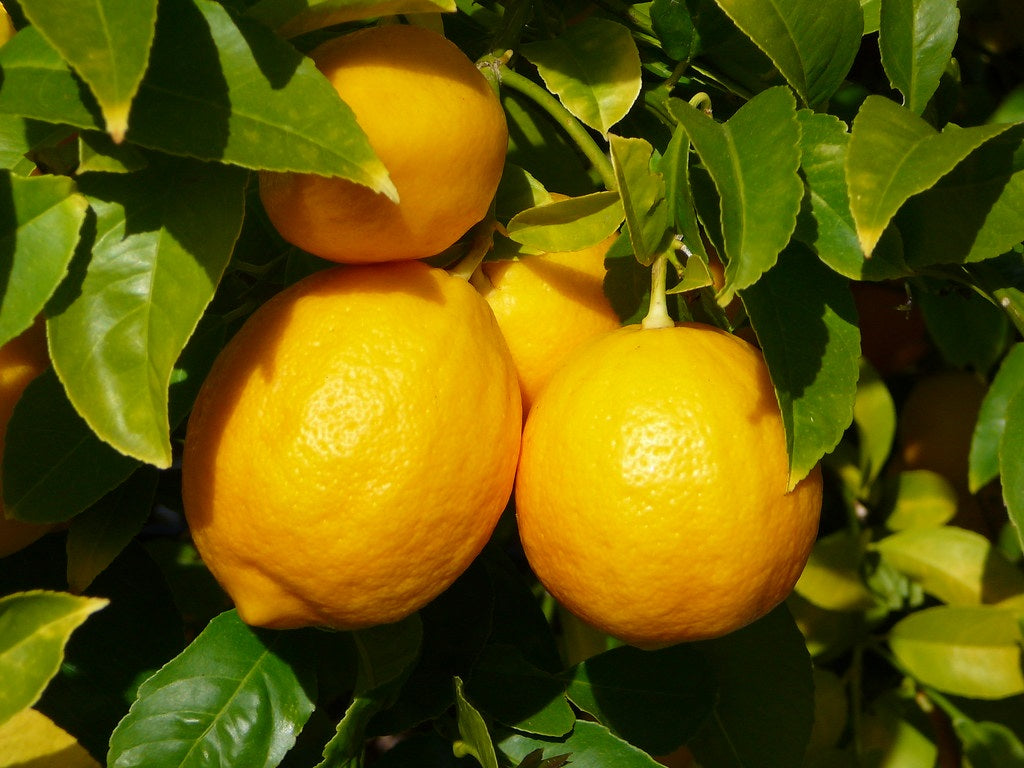 Citrus - Lemon - HEAVEN Dwarf