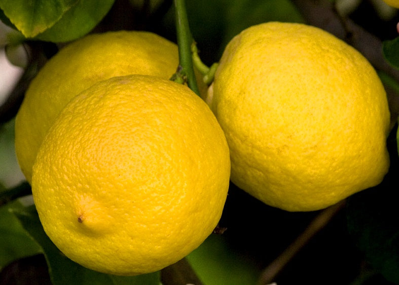 Citrus - Lemon - LISBON