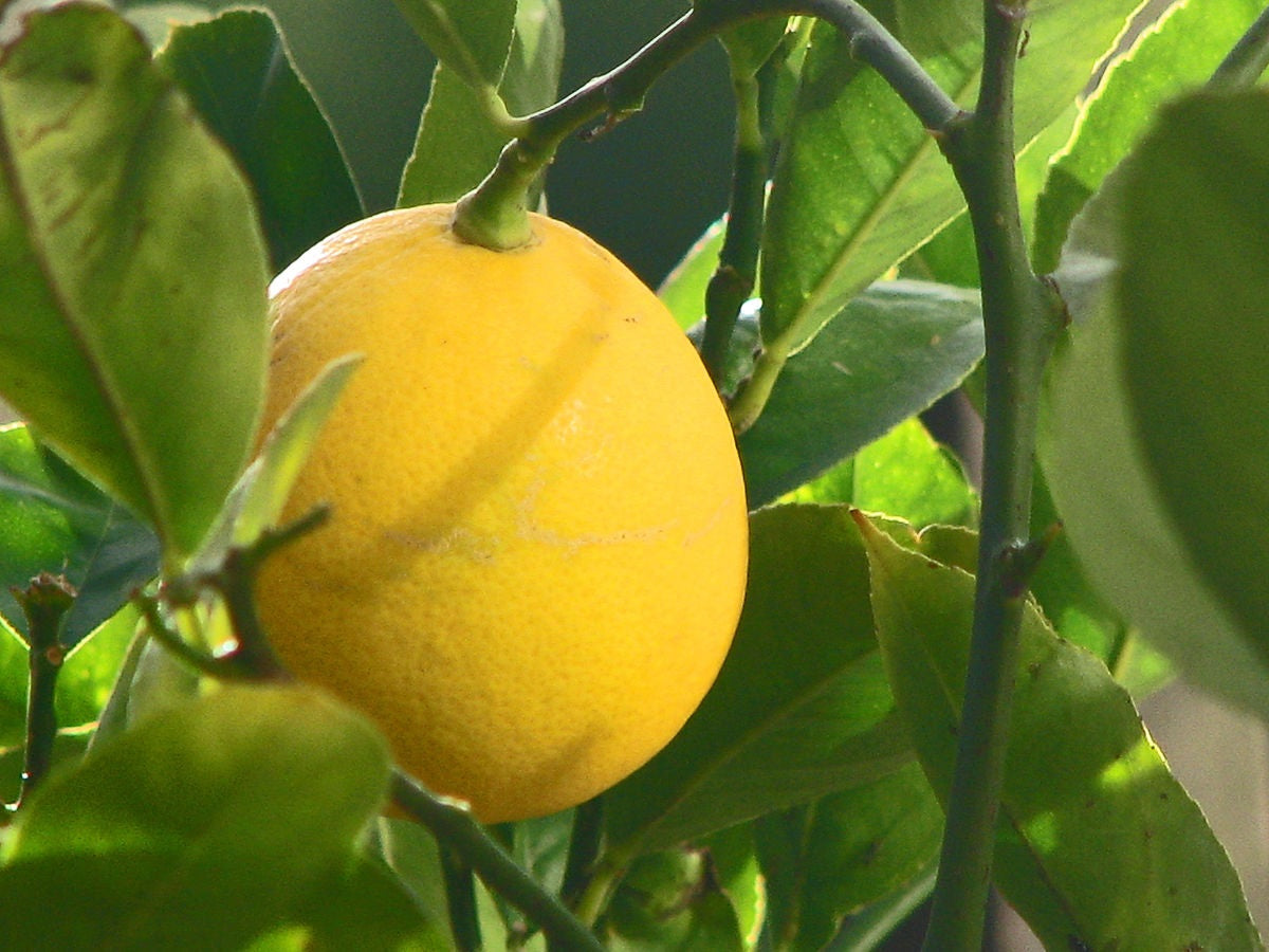 Citrus - Lemon - MEYER Dwarf