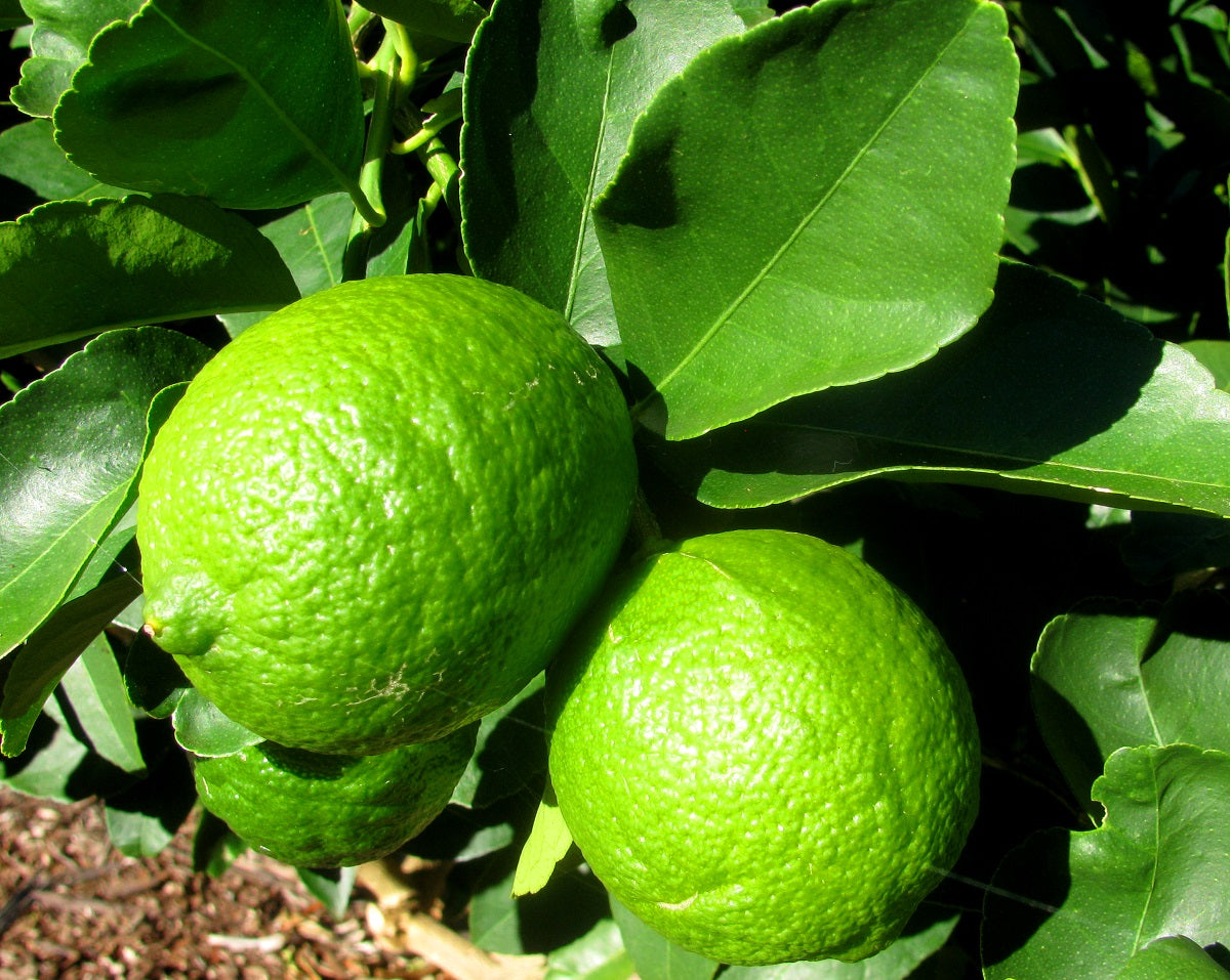 Citrus - Lime - TAHITIAN Dwarf