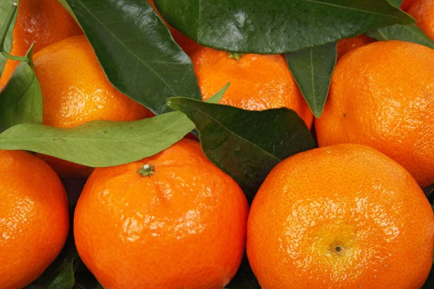 Citrus - Mandarin - IMPERIAL Dwarf