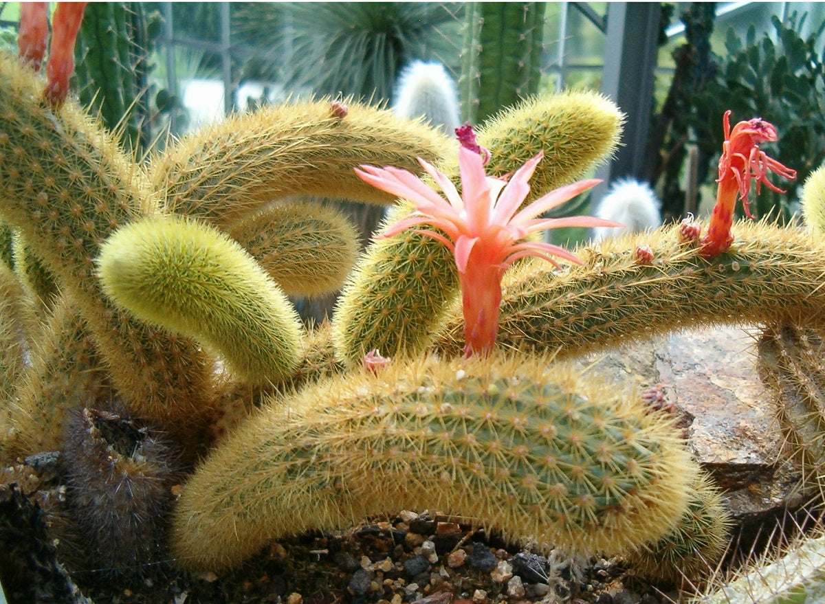 Cleistocactus winteri - Golden Rat-Tail Cactus