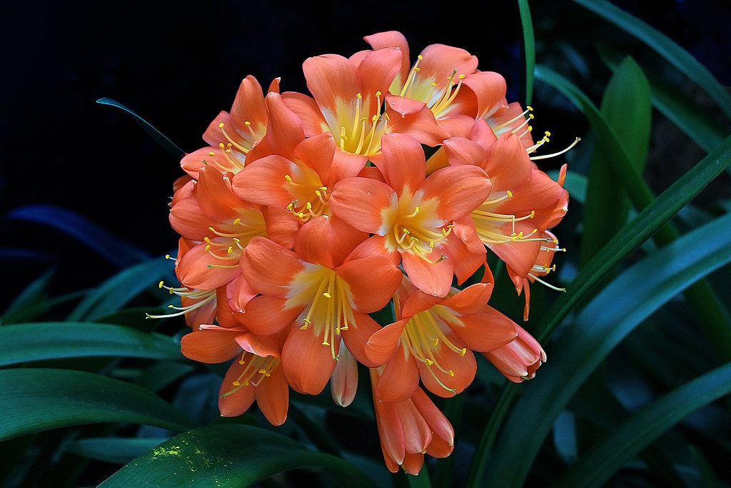 Clivia miniata - ORANGE - Flame Lily