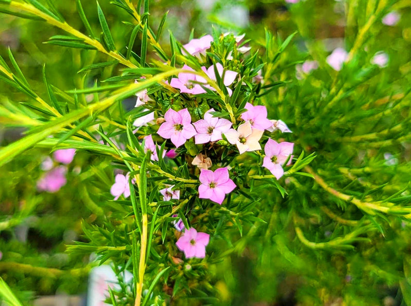 Coleonema pulchrum - BRILLIANT PINK - Diosma