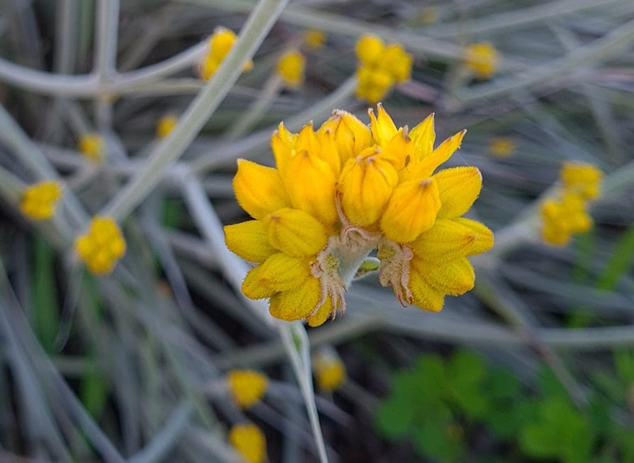 Conostylis candicans - Grey Cottonheads Tubestock