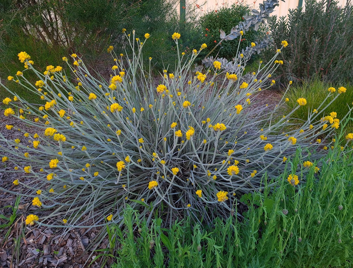 Conostylis candicans - Grey Cottonheads Tubestock