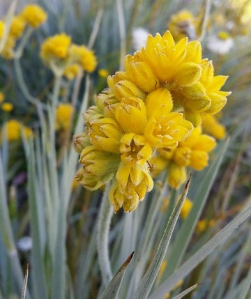 Conostylis candicans - Grey Cottonheads Tubestock