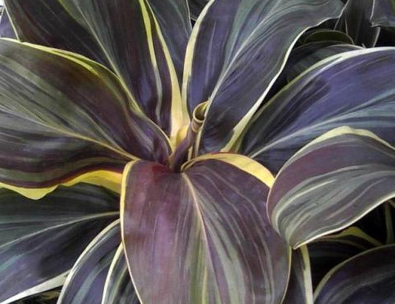 Cordyline fruticosa - CHOCOLATE QUEEN - Ti Plant