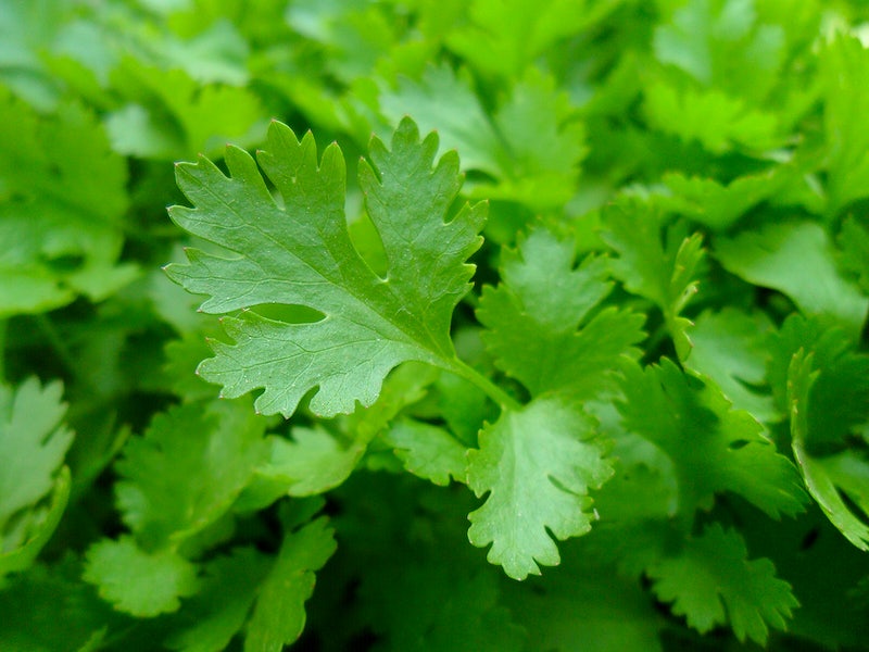 Coriander Cilantro - SLOW BOLT - Coriandrum sativum