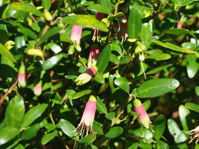 Correa glabra - BAROSSA GOLD - Rock Native Fuchsia