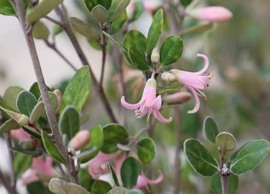 Correa alba - COASTAL PINK™ - Native Fuchsia 'COR10' PBR